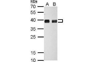 Western Blotting (WB) image for anti-Heterogeneous Nuclear Ribonucleoprotein C (C1/C2) (HNRNPC) antibody (ABIN2856905)