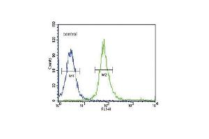 SNAI Antibody  flow cytometric analysis of 293 cells (right histogram) compared to a negative control cell (left histogram). (SNAI Antikörper)