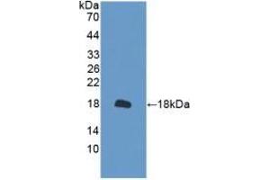 Peroxiredoxin 2 Antikörper  (AA 6-164)