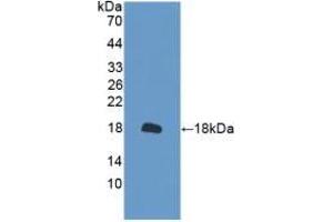 Detection of Recombinant PRDX2, Mouse using Polyclonal Antibody to Peroxiredoxin 2 (PRDX2) (Peroxiredoxin 2 Antikörper  (AA 6-164))