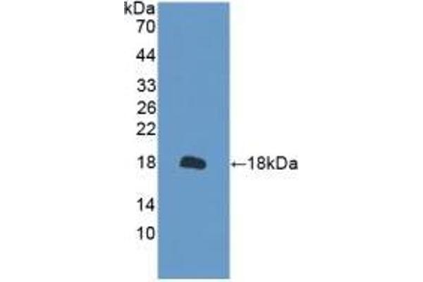 Peroxiredoxin 2 antibody  (AA 6-164)