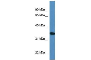 WB Suggested Anti-Upp2 Antibody   Titration: 1. (UPP2 Antikörper  (C-Term))