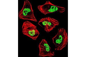 Fluorescent confocal image of Hela cell stained with TARDBP Antibody (N-term) (ABIN657685 and ABIN2846677). (TARDBP Antikörper  (N-Term))