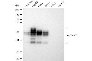 Western blotting analysis using CD147 antibody (ABIN7797739). (Rekombinanter CD147 Antikörper)