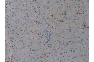 IHC-P analysis of Human Liver Tissue, with DAB staining. (AIF Antikörper  (AA 103-322))