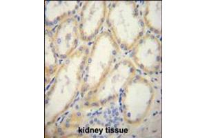 G6PC Antibody immunohistochemistry analysis in formalin fixed and paraffin embedded human kidney tissue followed by peroxidase conjugation of the secondary antibody and DAB staining. (G6PC Antikörper  (AA 123-149))