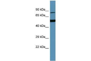 Host:  Rabbit  Target Name:  HGFAC  Sample Type:  THP-1 Whole Cell lysates  Antibody Dilution:  1. (HGFA Antikörper  (C-Term))