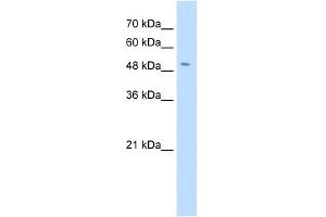 WB Suggested Anti-SLC18A2 Antibody Titration:  0. (SLC18A2 Antikörper  (N-Term))