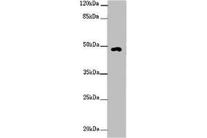 Western blot All lanes: HS6ST1 antibody at 2 μg/mL + Mouse skeletal muscle tissue Secondary Goat polyclonal to rabbit IgG at 1/10000 dilution Predicted band size: 49, 30 kDa Observed band size: 49 kDa (HS6ST1 Antikörper  (AA 3-133))
