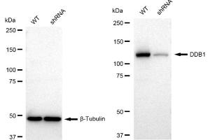 Western blotting analysis using DDB1 antibody (ABIN7798273). (Rekombinanter DDB1 Antikörper)