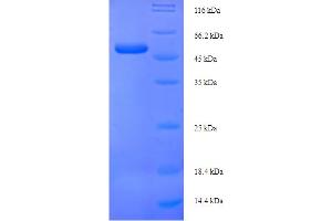 SDS-PAGE (SDS) image for Wingless-Type MMTV Integration Site Family, Member 4 (WNT4) (AA 23-351) protein (His-SUMO Tag) (ABIN5710626)