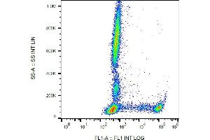 Flow cytometry analysis (surface staining) of human peripheral blood using anti-human CD8 (clone MEM-31) FITC.