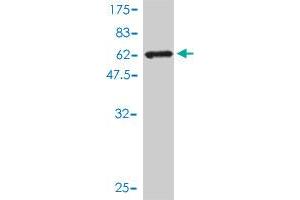 Western Blotting (WB) image for anti-Aflatoxin Beta1 Aldehyde Reductase (AKR7A2) (AA 1-330) antibody (ABIN563703)