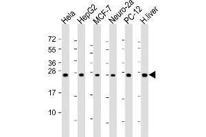 All lanes : Anti-PS Antibody (N-Term) at 1:2000 dilution Lane 1: Hela whole cell lysate Lane 2: HepG2 whole cell lysate Lane 3: MCF-7 whole cell lysate Lane 4: Neuro-2a whole cell lysate Lane 5: PC-12 whole cell lysate Lane 6: human liver lysate Lysates/proteins at 20 μg per lane. (PSMA6 Antikörper  (AA 32-65))