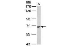 Image no. 2 for anti-Leucine Rich Repeat Containing 1 (LRRC1) (AA 265-524) antibody (ABIN1499196) (LRRC1 Antikörper  (AA 265-524))