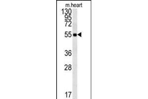 FB Antibody (Center) (ABIN651921 and ABIN2840456) western blot analysis in mouse heart tissue lysates (15 μg/lane). (FAM105B Antikörper  (AA 99-128))