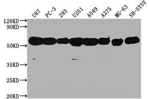 Western Blot Positive WB detected in: U87 whole cell lysate, PC-3 whole cell lysate, 293 whole cell lysate, U251 whole cell lysate, A549 whole cell lysate, A375 whole cell lysate, MG-63 whole cell lysate, SH-SY5Y whole cell lysate, All lanes: TUBA1A antibody at 1:5000 Secondary Goat polyclonal to Mouse IgG at 1/10000 dilution Predicted band size: 52 kDa Observed band size: 52 kDa (TUBA1A Antikörper)