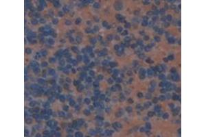 IHC-P analysis of Mouse Tissue, with DAB staining. (IFNA13 Antikörper  (AA 24-189))