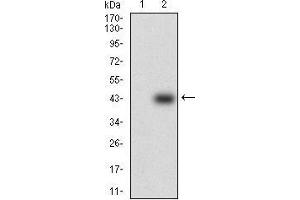 Western blot analysis using SOX10 mAb against HEK293 (1) and SOX10 (AA: 147-252)-hIgGFc transfected HEK293 (2) cell lysate. (SOX10 Antikörper  (AA 147-252))