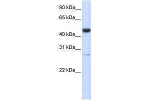 PGLS antibody used at 1 ug/ml to detect target protein. (PGLS Antikörper  (Middle Region))
