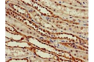 Immunohistochemistry of paraffin-embedded human kidney tissue using ABIN7169952 at dilution of 1:100 (SLC6A13 Antikörper  (AA 1-40))