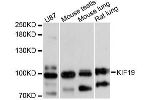 Western blot analysis of extracts of various cell lines, using KIF19 antibody (ABIN6293226) at 1:3000 dilution. (KIF19 Antikörper)