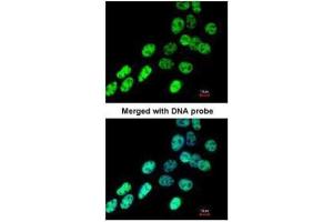 Immunofluorescence (IF) image for anti-Heterogeneous Nuclear Ribonucleoprotein F (HNRNPF) antibody (ABIN2856959)