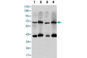 Western blot analysis using CRTC3 monoclonal antibody, clone 5G9  against HeLa (1), Jurkat (2), COS-7 (3) and MCF-7 (4) cell lysate.