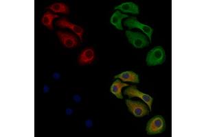 Phospho-MAP4K4 (Ser801) Antibody staining Hela cells(heat shock treatment) by IF/ICC. (MAP4K4 Antikörper  (pSer801))