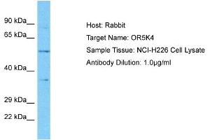 Host: Rabbit Target Name: OR5K4 Sample Type: NCI-H226 Whole Cell lysates Antibody Dilution: 1. (OR5K4 Antikörper  (C-Term))