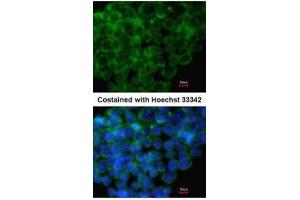 ICC/IF Image Immunofluorescence analysis of methanol-fixed mouse ESC, using IRF6, antibody at 1:100 dilution.