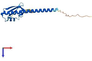 OOEP Protein (AA 1-164) (His tag)