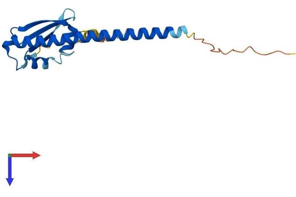OOEP Protein (AA 1-164) (His tag)