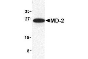 Image no. 2 for anti-Lymphocyte Antigen 96 (LY96) antibody (ABIN204170) (LY96 Antikörper)