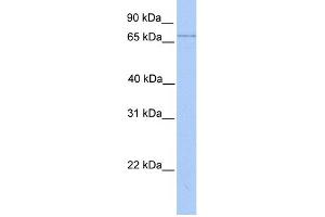 WB Suggested Anti-LMF2 Antibody Titration:  0. (LMF2 Antikörper  (Middle Region))