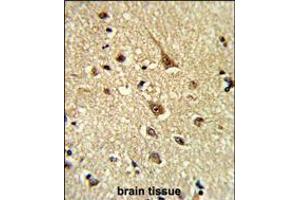 Formalin-fixed and paraffin-embedded human brain tissue reacted with GLO1 Antibody (N-term), which was peroxidase-conjugated to the secondary antibody, followed by DAB staining. (GLO1 Antikörper  (N-Term))