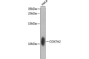 Western blot analysis of extracts of HeLa cells, using COX7 antibody (ABIN6129000, ABIN6138922, ABIN6138923 and ABIN6224457) at 1:1000 dilution.