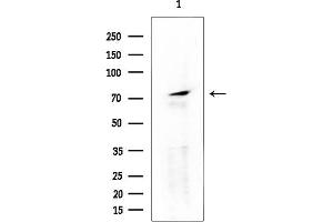 anti-Relaxin/insulin-Like Family Peptide Receptor 2 (RXFP2) (N-Term) antibody