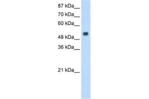 Western Blotting (WB) image for anti-Dopamine Receptor Binding 1 (DRB1) antibody (ABIN2462346) (DRB1 Antikörper)