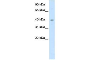 WB Suggested Anti-PPARD Antibody Titration:  0.