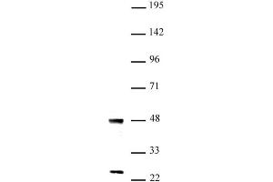 UTF1 antibody (pAb) tested by Western blot Nuclear extract of mouse ES cells (20 µg) probed with UTF1 antibody (1:1,000). (UTF1 Antikörper  (N-Term))