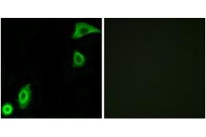 Immunofluorescence analysis of A549 cells, using RPS20 Antibody.