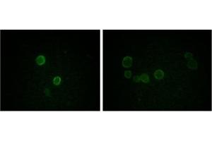 Immunofluorescence (IF) image for anti-Apolipoprotein M (APOM) antibody (ABIN1105422) (Apolipoprotein M Antikörper)