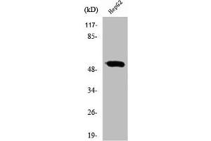 Western Blot analysis of HepG2 cells using RXRγ Polyclonal Antibody (Retinoid X Receptor gamma Antikörper  (Internal Region))