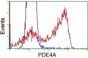 Image no. 1 for anti-phosphodiesterase 4A, CAMP-Specific (PDE4A) antibody (ABIN1500090) (PDE4A Antikörper)