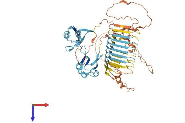 DAZ4 Protein (AA 1-579) (His tag)