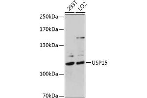 Western blot analysis of extracts of various cell lines, using USP15 antibody (ABIN6130759, ABIN6149998, ABIN6149999 and ABIN6222530) at 1:1000 dilution. (USP15 Antikörper  (AA 852-952))