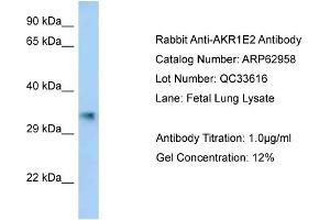 Western Blotting (WB) image for anti-Aldo-Keto Reductase Family 1, Member E2 (AKR1E2) (C-Term) antibody (ABIN970088) (AKR1E2 Antikörper  (C-Term))