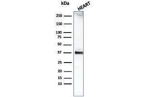 Western Blot Analysis of human heart tissue lysate using Histone H1 Rabbit Recombinant Monoclonal Antibody (HH1/1784R). (Rekombinanter Histone H1 Antikörper)