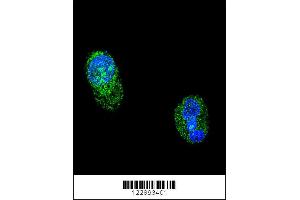 Confocal immunofluorescent analysis of HNF1A Antibody with HepG2 cell followed by Alexa Fluor 488-conjugated goat anti-rabbit lgG (green). (HNF1A Antikörper  (AA 177-205))